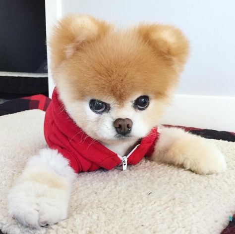 boo Boo Dog, Boo The Cutest Dog, Pomeranian Boo, Boo And Buddy, Cute Puppies Funny Memes, World Cutest Dog, Boo The Dog, Dog Meme Face, Pomeranian Dog