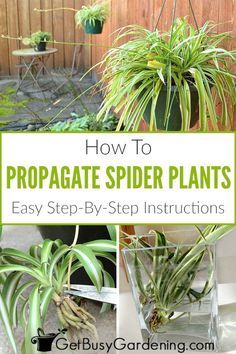 Propagating Spider Plants, Spider Plant Propagation, Propagation Methods, Spider Plant Care, Spider Plant Babies, Plant Care Houseplant, Spider Plant, Plant Propagation, Spider Plants