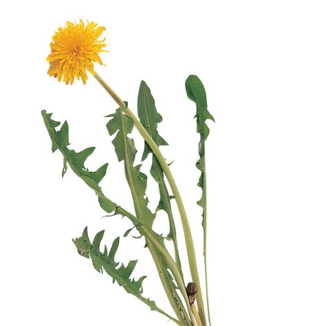 Common Garden Weeds, Dandelion Plant, Dandelion Leaves, Garden Weeds, Dandelion Flower, Plant Identification, Flower Photos, Weeding, Art Reference Photos