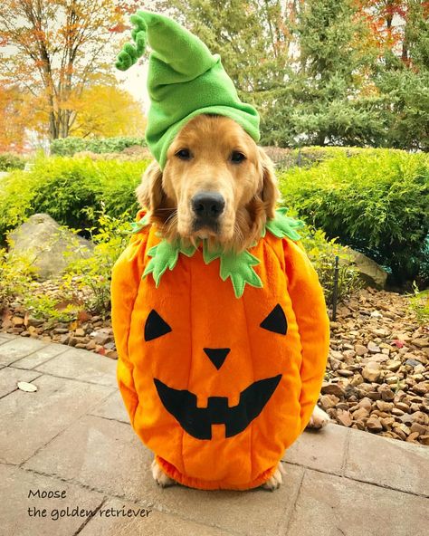 Pumpkin Moose 🎃Happy Halloween #halloweendog #dogcostume #pumpkindog #poormoose Diy Pumpkin Costume, Dog Dragon Costume, Harry Potter Dog Costume, Golden Retriever Halloween Costume, Pumpkin Moose, Dog Lion Costume, Best Dog Halloween Costumes, Golden Retriever Halloween, Fancy Halloween Costumes