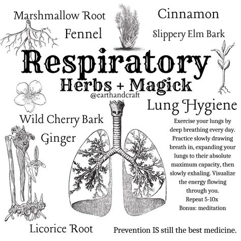 Mountain Witch, Earth Craft, Magickal Herbs, Herbal Apothecary, Witch Spell Book, Herbal Healing, Herbal Magic, Respiratory System, Healing Herbs