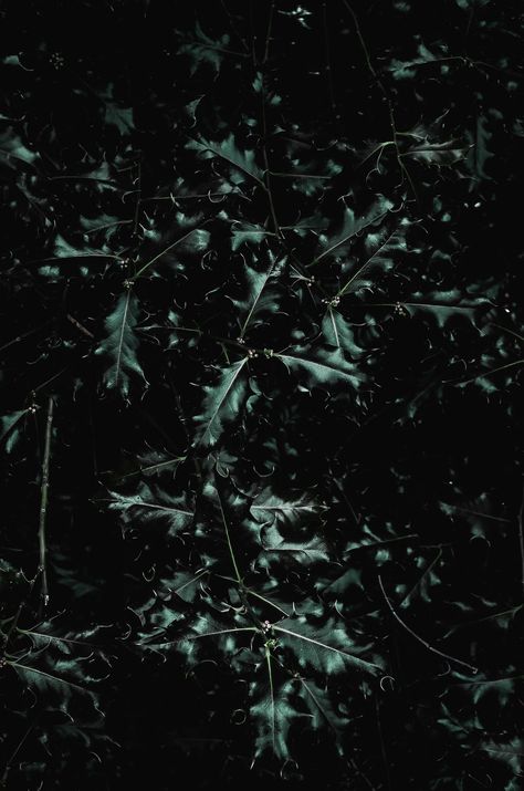 Green leaves during nighttime photo – Free Alcsútdoboz Image on Unsplash Samsung M31, Bc Wallpaper, Free High Resolution Photos, Green Photo, Beautiful Forest, Outdoor Photos, Media Images, Book Aesthetics, Holiday Photos