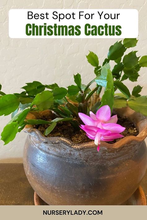 best spot for Christmas cactus, 
Christmas cactus placement, 
ideal location for cactus, 
Christmas cactus care, 
indoor cactus tips, 
plant placement for growth, 
cactus light requirements,
succulent location advice, 
indoor plant care, 
holiday cactus positioning, 
light and temperature for plants, 
indoor gardening tips, 
houseplant care Indoor Cactus Plants, Christmas Cactus Care, Cactus Leaves, Christmas Cactus Plant, Holiday Cactus, Plant Bud, African Violets Plants, Indoor Cactus, Cactus Care