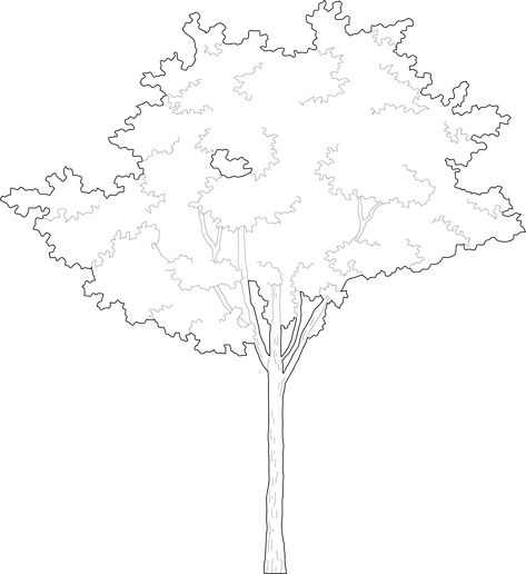 Trees For Rendering, Tree Elevation Photoshop, Trees For Photoshop Architecture, Tree Line Illustration, Tree Vector Architecture, Illustrator Architecture Graphics, Graphic Tree Illustration, Architecture Tree Png, Tree Illustration Architecture