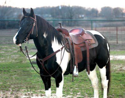 pinto horse American Paint Horse, Pinto Horse, American Paint, Paint Horse, Quarter Horses, Cowgirl And Horse, Western Riding, Horses And Dogs, All The Pretty Horses