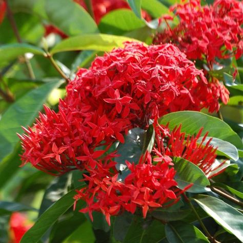 Ixora coccinea (Flame of the Woods) is a sub-tropical compact hedge or shrub with glossy, vivid green foliage. It is also known as jungle geranium for its deep orange-red blooms which are set in clusters. It is ideal for hedges, screens or mass planted for abundant colour during Spring and Summer. It likes full sun to part shade. It grows to 1m-2m high with a similar width. Jungle Geranium, Ixora Coccinea, Titan Arum, Jasminum Sambac, Red Lily, Red Carnation, National Flower, Rare Flowers, Flowering Shrubs