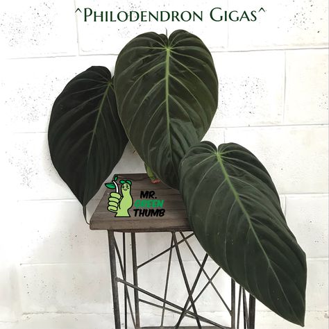 Philodendron Gigas, Philodendron Varieties, Jewel Orchid, Amazing Plants, Plant Wishlist, Philodendron Plant, Leafy Plants, Nature Garden, Home Flowers