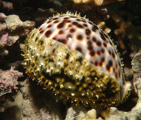 Tiger cowrie - Cypraea tigris - showing mantle and the beautiful shell underneath African Tattoo, Sea Anemone, Cowry Shell, Beneath The Sea, Sea Snail, Sea Dragon, She Sells Seashells, Underwater Life, Cowrie Shell