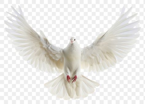 Dove Png Birds, Dove Animal, Pigeon Png, Dove Png, Dove Painting, Dove Images, Holy Spirit Dove, Youtube Cover, Dove Pigeon