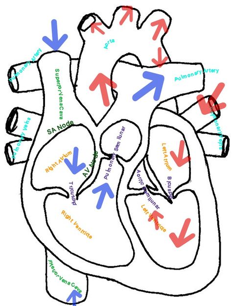 Labeled heart with arrows showing blood flow Red=Oxygenated Blue=Deoxygenated Flight Nursing, Arrow Wallpaper, Blood Heart, Flow Map, Flight Nurse, Cardiac Nursing, Nursing Profession, Heart To Heart, Heart Red