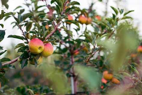 Pick Your Own Apples — Edwards Apple Orchard Apple Cider Donuts, Apple Orchard, Family Tradition, Apple Picking, Apple Crisp, Apple Tree, Family Traditions, Family Farm, Apple Cider