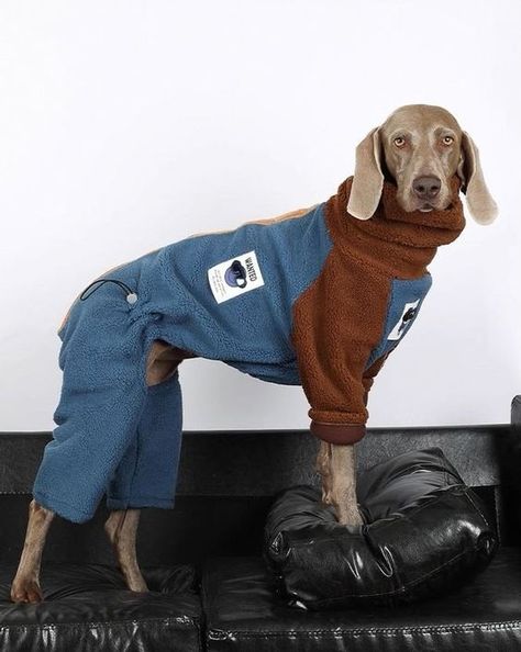 Doberman Clothes, Turtleneck Coat, Large Dog Coats, Dog Clothes Patterns Sewing, Jumper Fits, Big Dog Clothes, Large Dog Clothes, Dogs Clothes, Winter Elements