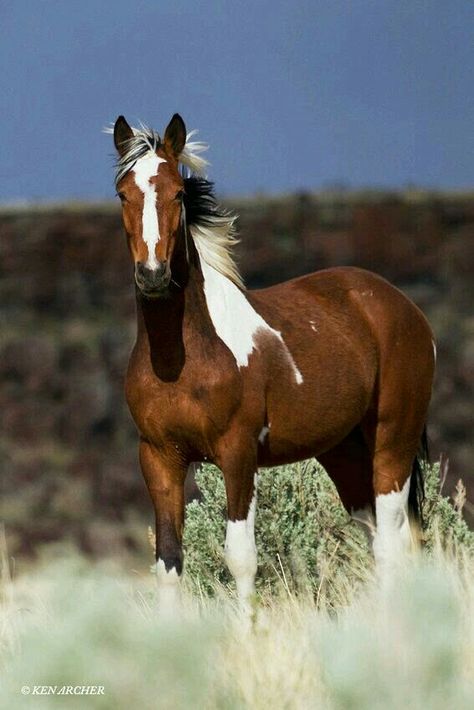 Horse Brown, Beautiful Horse Pictures, Paint Horse, Wild Mustangs, Most Beautiful Animals, Majestic Horse, All The Pretty Horses, Horse Crazy, Majestic Animals