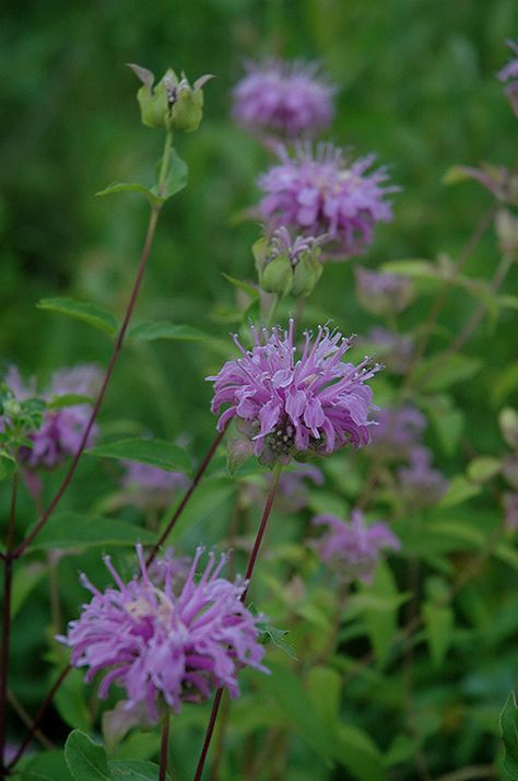 Wild BeebalmMonarda fistulosa Monarda Fistulosa, Bergamot Flower, Wild Bergamot, Coral Charm Peony, Herbaceous Border, Full Size Photo, Minnesota Wild, Herbaceous Perennials, Woodland Garden