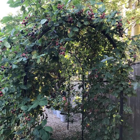 Lots of blackberries in the kitchen garden this year! Just got to think how to use them all...nice problem to have though! Berry Bush Garden, Blackberry Arch Trellis, Berries Garden Layout, Blackberry Garden Trellis, Blackberry Garden Ideas, Blackberry Planting Ideas, Blackberry Arbor, Blackberry Bush Trellis, Berry Bushes Garden Ideas