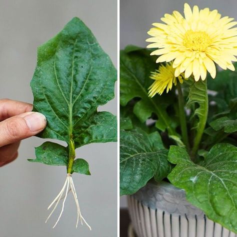 Tips For Planting Gerbera Leaves 100% Success | leaf | Tips For Planting Gerbera Leaves 100% Success | By Great DIY Idea Diy Balcony Garden, Special Plants, Diy Balcony, Gerbera Daisy, Garden Yard Ideas, Success Tips, Garden Yard, Yard Ideas, Balcony Garden