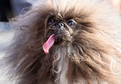 Meet the 2024 Winner of the 'World's Ugliest Dog' Contest — TIME Ugliest Dog, World Ugliest Dog, Pug Names, Petaluma California, Old Pug, Ugly Dogs, Coos Bay, Pekingese Dogs, Chinese Crested