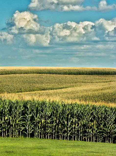 Farm Landscape, Corn Field, Plantas Bonsai, Farm Field, Fields Of Gold, Country Scenes, Farms Living, Rural Life, Country Farm