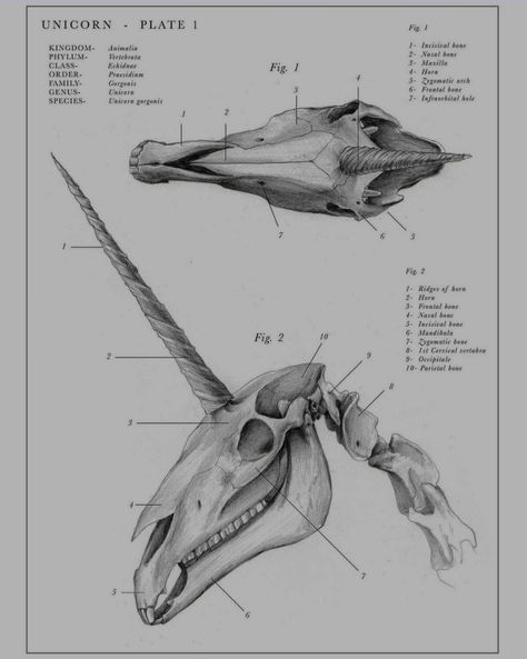 Unicorn Skull Tattoo, Unicorn Anatomy, Unicorn Skull, Anatomy Illustration, Illustration Pencil, Skeleton Illustration, The Unicorn, Larp, Skull Tattoo