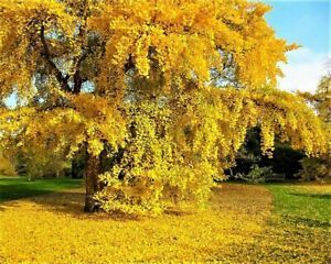 yellow tree, red tree, orange tree, colorful fall tree Fall color with specific descriptions of plants that work in different plant zones. Ginkgo Biloba Tree, Maidenhair Tree, Red Twig Dogwood, Twig Dogwood, River Birch, Bald Cypress, Plant Zones, Sacred Tree, Yangzhou