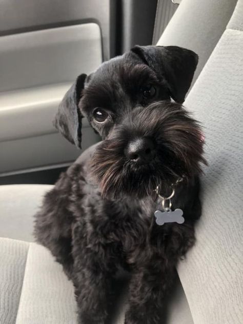 The 24 Cutest Pictures of Black Miniature Schnauzers – The Paws Black Mini Schnauzer, Black Schnauzer, Schnauzer Grooming, Mini Schnauzer Puppies, Schnauzer Puppies, Miniature Schnauzer Puppies, Giant Schnauzer, Schnauzer Puppy, Warm Fuzzies