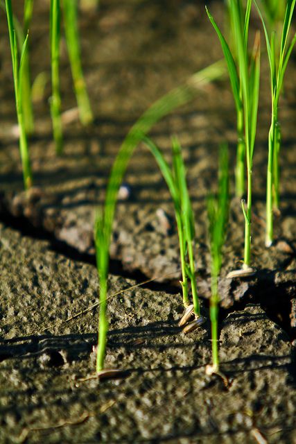 "baby" rice plants Vegetable Photos, Rice Growing, Flower Skincare, Rice Farm, Indian Nature, Rice Farming, Farming Photography, Mindset Therapy, Agriculture Photography