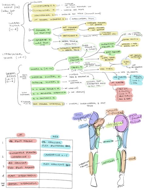 Anatomy Of Lower Limb, Lower Limb Anatomy Mnemonics, Lower Limb Anatomy Notes, Nerves Of Lower Limb, Muscles Of Lower Limb, Lower Limb Anatomy, Pancreas Anatomy, Limb Anatomy, Pta Programs