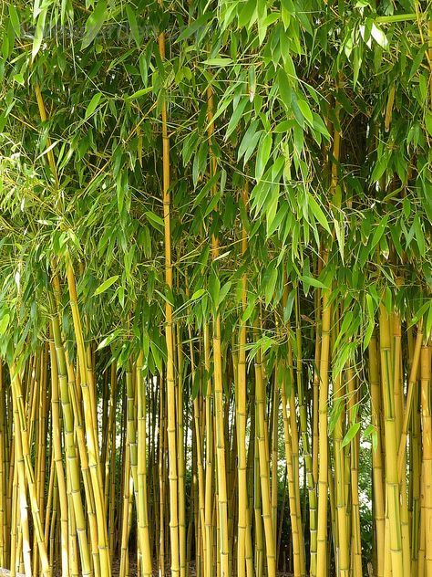 Soju Poster, Clumping Bamboo, Bamboo Seeds, Yellow Bamboo, Zone 10, Plant Zones, Bamboo Decor, Moso Bamboo, Vip Lounge