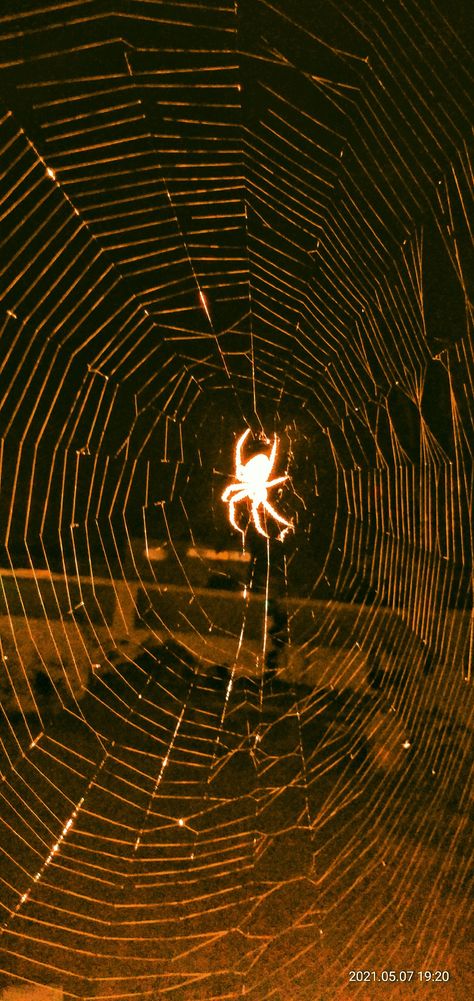 This is night spider click at night his body is reflecting the light ... See the web !!! #nightspider #spider #nightclick #nightphotography #blackandwhite Spider Astethic, Spider Lockscreen, Webs Aesthetic, Spider Wallpaper Aesthetic, Spider Web Aesthetic, Spider Background, Spider Web Wallpaper, Night Spider, Spider Web Background