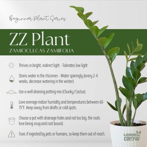 ZZ Plant = Zero Worries! 🌱💚 Want the secret to keeping it happy and thriving? I’ve got you covered! Check out the full care guide here 👉 plantarin.com/zz-plant-care-tips. Let’s grow together! #plants #nature #flowers #plantsofinstagram #garden #plant #plantsmakepeoplehappy #gardening #houseplants #plantlover #green #photography #naturephotography #indoorplants #flower #love #plantlife #succulents #urbanjungle #cactus #art #plantstagram #plantas #homedecor #naturelovers #beautiful #plant... Care For Zz Plant, Chinese Evergreen Plant Care, Zz Plant Care, Chinese Evergreen Plant, Zz Plants, Air Purifying House Plants, Green Photography, Plant Tips, Zz Plant