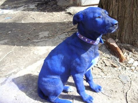 Blue puppy Blue Meme, Pitbull Blue, Blue Da Ba Dee, Blue Skin, Im Blue, Blue Corn, Pitbull Puppy, Funny Dog Memes, Funny Dog Pictures