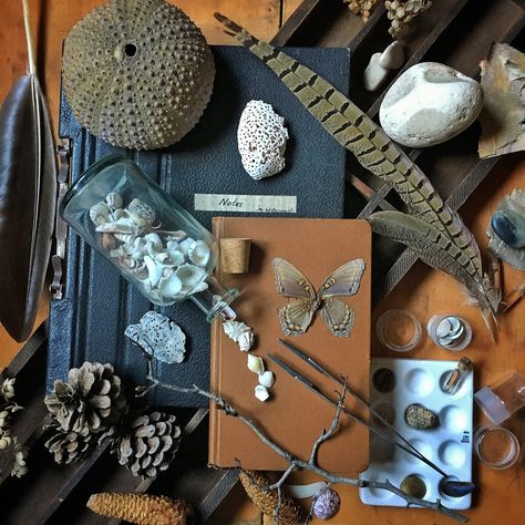 Nature Cabinet, Cabinet Of Curiosity, Cabinet Of Curiosities, Natural Curiosities, She Sells Seashells, Earth Art, Nature Collection, Nature Journal, Found Object