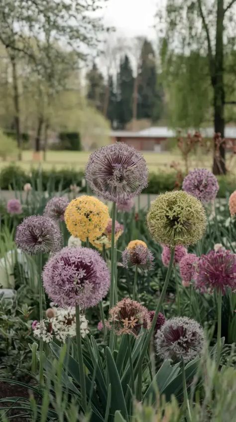 A photo of a spring garden filled with various sizes and colors of allium flowers. The flowers are planted in a group and are surrounded by green foliage. The background is a serene landscape with trees and a building. Allium Garden, Allium Flowers, Landscape With Trees, Serene Landscape, Spring Bulbs, Green Foliage, Landscape Trees, Dream House Decor, Spring Garden