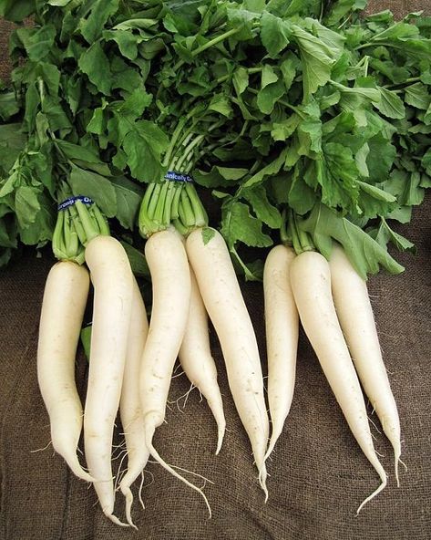 20 Types of Radishes For Containers | Best Radish Varieties French Breakfast Radish, Growing Radishes, Paleo Diet Food List, Wasabi Peas, Red Roots, Sistem Pencernaan, Daikon Radish, Watermelon Radish, Farm Shop