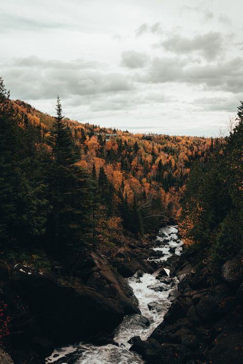 green trees near river under cloudy sky during daytime photo – Free Plant Image on Unsplash Lutsen Minnesota, Things To Do In Minnesota, Minnesota Nature, Itasca State Park, Minnesota Photography, Boundary Waters Canoe Area, Cabin Trip, Background Simple, Unusual Things