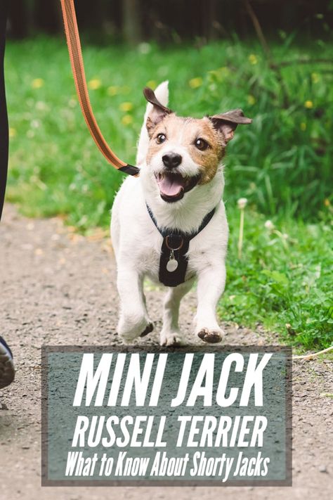 Miniature Jack Russell Terrier: What to Know About Shorty Jacks Shorty Jack Russell Terrier, Russell Terrier Dog, Mini Jack Russell, Parson Jack Russell, Jack Terrier, Jack Russell Terriers, Unique Dog Breeds, Parson Russell Terrier, Big Personality