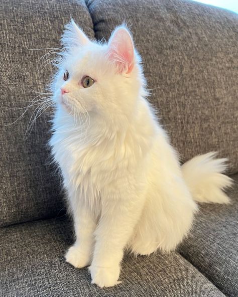 #cat #cutecat #whitecat #petlover Turkish Cats Angora, Turkish Angora Cat Aesthetic, Angora Cat White, Turkish Angora Kitten, Turkish Cat, White Cat Breeds, Fluffy Cat Breeds, Angora Cat, Cat Black And White