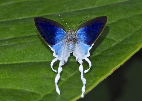 Flies Aesthetic, Cool Moths, Fluffy Moths, Pretty Insects, Pretty Bugs, Horses Funny, Cool Butterfly, Cute Bugs, Cool Animals