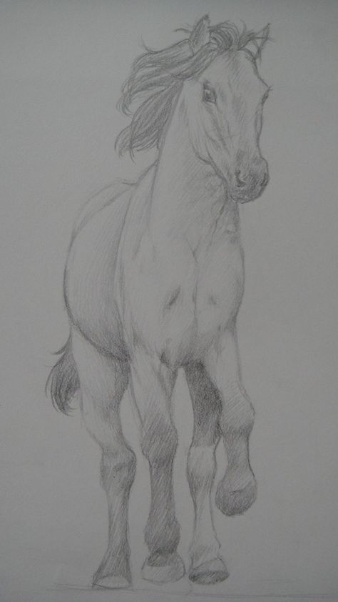 Horse Drawing Front View, Horse Frontal View Drawing, Horse Frontal View, Horse Sketching, Horse Drawing Tutorial, Horse Pencil Drawing, Abstract Horse Art, Friends Sketch, Horse Sketch