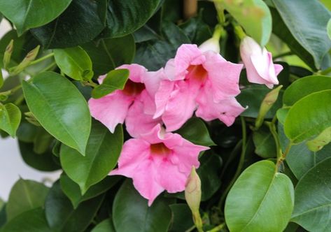 Mandevilla Vine, Rose Plant Care, Moss Plant, Hardiness Zones, Cascading Flowers, Garden Vines, Plant Covers, Planting Roses, Bougainvillea