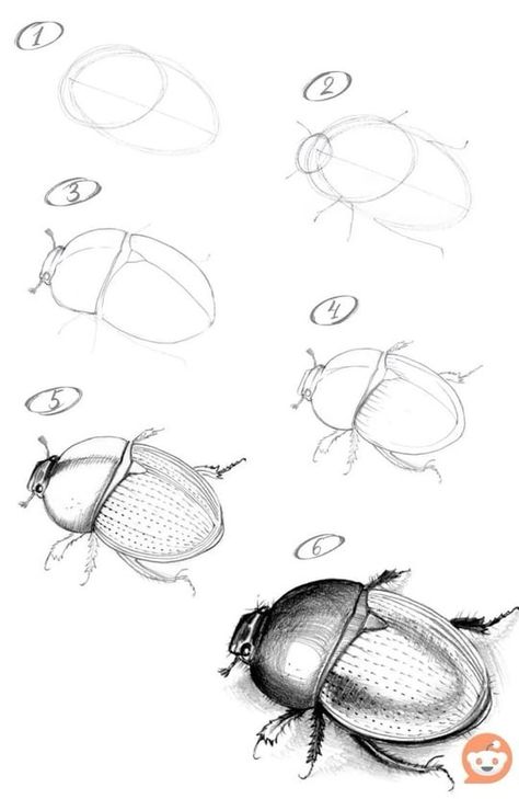 Insect Art Projects, Bugs Drawing, Basic Sketching, Flower Drawing Tutorials, Animal Drawings Sketches, Nature Sketch, Bug Art, Insect Art, Animal Sketches