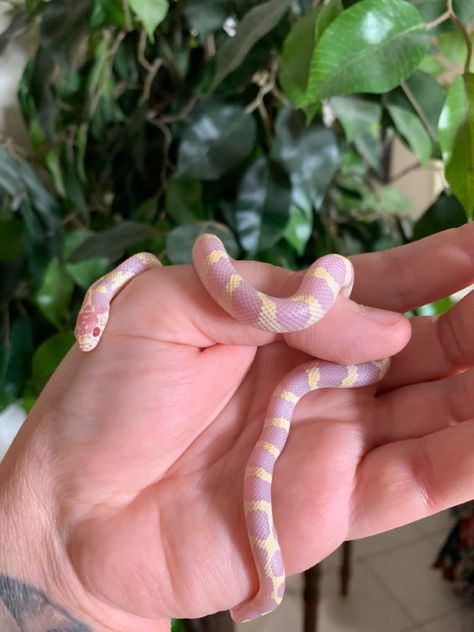 Lavender Corn Snake, King Snake, Baby Snakes, Cool Snakes, Types Of Snake, Pretty Snakes, Corn Snake, Cute Reptiles, Cute Snake