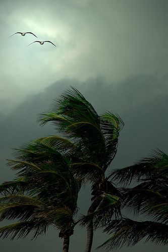 Gulls and Palms In The Wind by Lynne Bernay-Roman | Flickr - Photo Sharing! ~Through the Lens~ Trees Blowing In The Wind, Blowin' In The Wind, Blowing In The Wind, Windy Day, Cloudy Day, Mother Earth, Nature Beauty, Beautiful World, The Wind