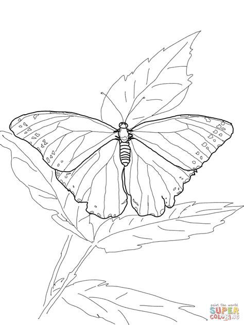 Blue Morpho Butterfly Drawing, Morpho Azul, Multicultural Activities, Global Studies, Felting Inspiration, Needle Painting, Butterfly Outline, Butterfly Coloring, Coloring Page Free Printable