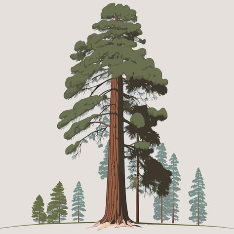 adult giant sequoia tree Redwood Tree Drawing Simple, Redwood Tree Illustration, Tree House Sketch, Sequoia Tree Illustration, Sequoia Tree Tattoo, Tree Tattoo Arm, Tree Drawing Simple, Giant Sequoia Trees, Forest Drawing