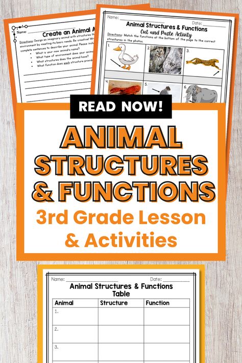 Check out these fun third grade science animal adaptations activities that will help your students explore animal structures and functions that help them survive in their environments! These engaging worksheets and printables are great for teaching structures and functions. This lesson plan makes teaching external characteristics a breeze! Students will record, compare, and identify external structures of animals and how those structures enable them to survive. Learn more here! Animal Structures And Functions, Animal Adaptations Activities, Adaptations Activities, Summer Education, Student Learning Objectives, Habitat Activities, Fourth Grade Science, Stem Lesson, Animal Adaptations