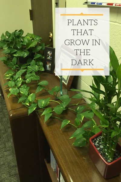 Dark Shower With Plants, Plants That Like Dark Rooms, Plants For Dark Spaces, Indoor Plants For Dark Spaces, Plants In Dark Rooms, Plants For Dark Bathroom, Dark House Plants, Plant Arrangements Indoor Living Rooms, Dark Bathroom Plants