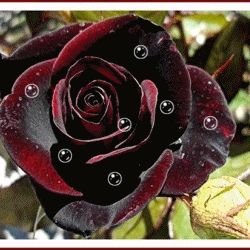 http://s7.images.www.tvn.hu/2012/06/21/14/23/www.tvn.hu_6b7153997ee513b647576a69f1a00a48.gif Black Magic Roses, Magic Rose, Gothic Garden, Coming Up Roses, Hybrid Tea Roses, Rose Bush, Love Rose, Tea Roses, Black Magic