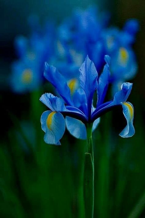 Beautiful Blue Iris, symbol of rebirth and spring. Blue Iris Flowers, Blue Delphinium, Most Popular Flowers, Popular Flowers, Blue Iris, Blue Garden, Flower Spike, Iris Flowers, Blue Roses