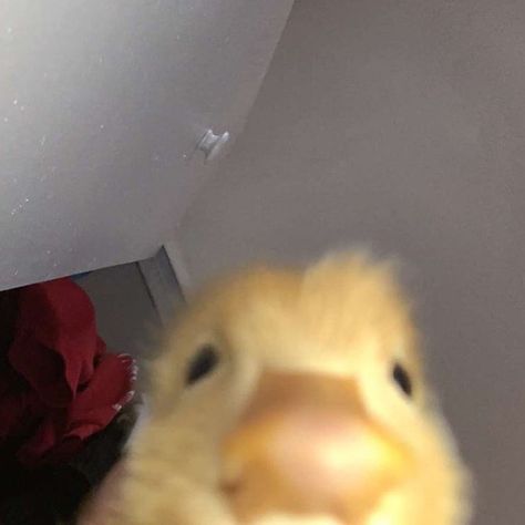 12.5k aprecieri, 118 comentarii - Professional Duck Ratings (@daily.duck.pictures) pe Instagram: „This is Astrid. She accidentally opened the front camera, but it’s okay cause she heckin cute.…” Yellow